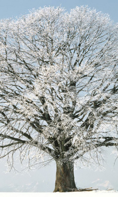 Tree_winter_snow_for_windows_vista.jpg