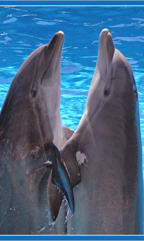 tapety delfiny (29).jpg