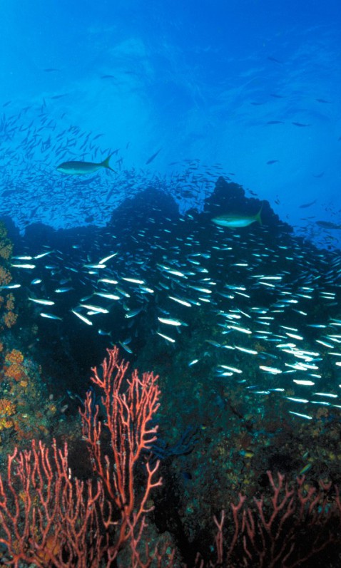 Los Roques Reef, Venezuela.jpg
