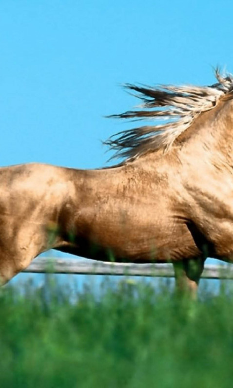 konie (13).jpg