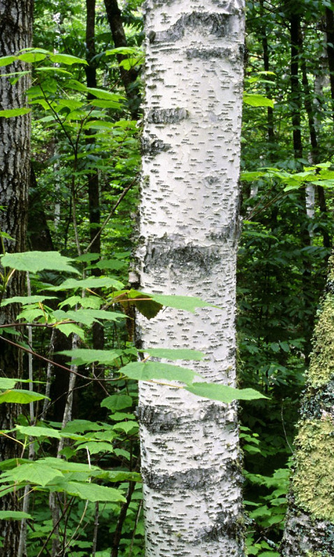 Aspen Trunks, North Woods, Quetico Provincial Park, Ontario, Canada.jpg