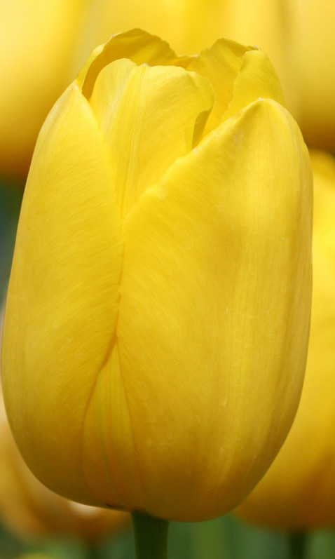 Tulipany (8).jpg