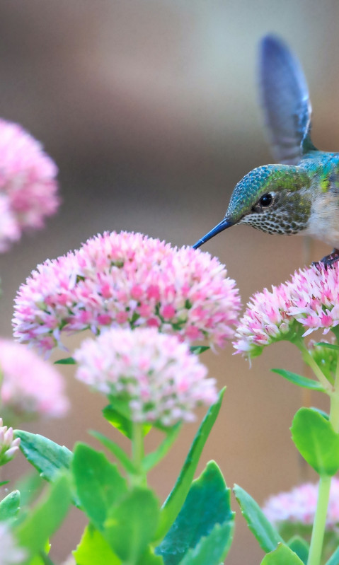 Koliber spija nektar z kwiatka