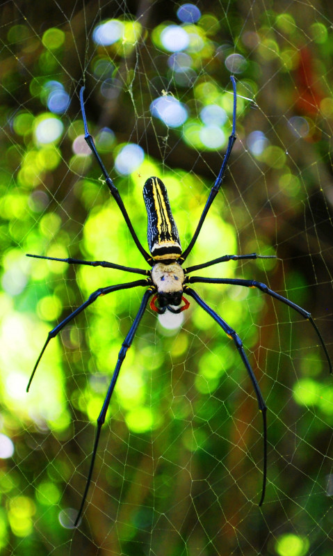 Niebiesko-żółty pająk na pajęczynie