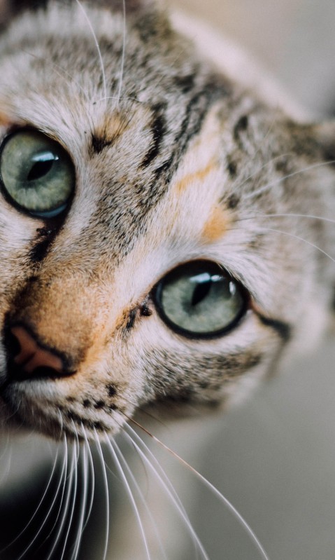 Kot i jego zielone oczy