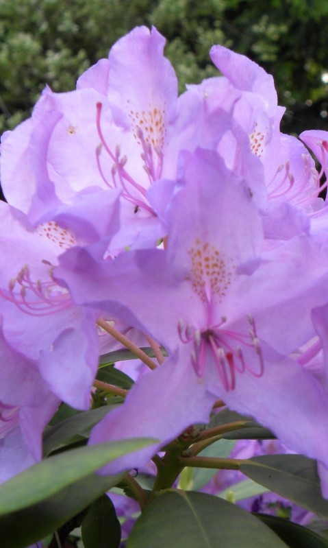 Rododendron