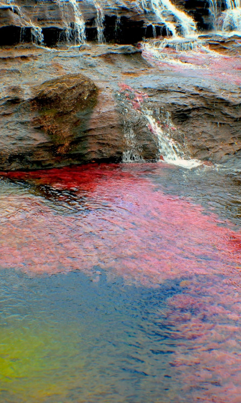 Caño Cristales