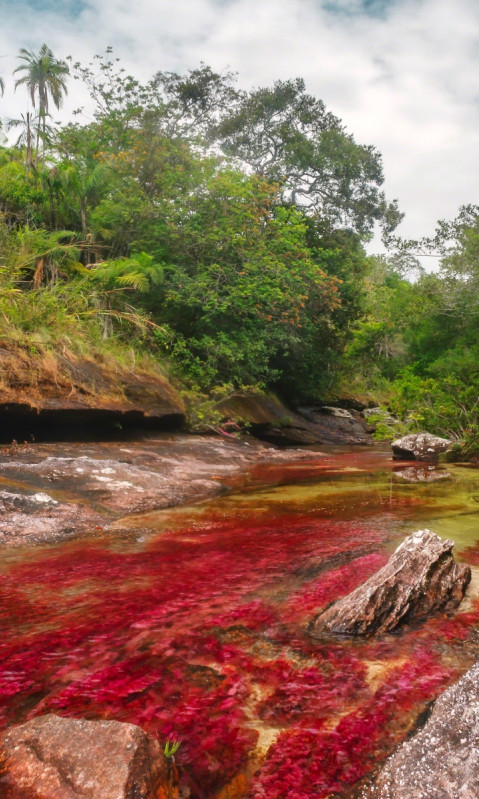 Caño Cristales