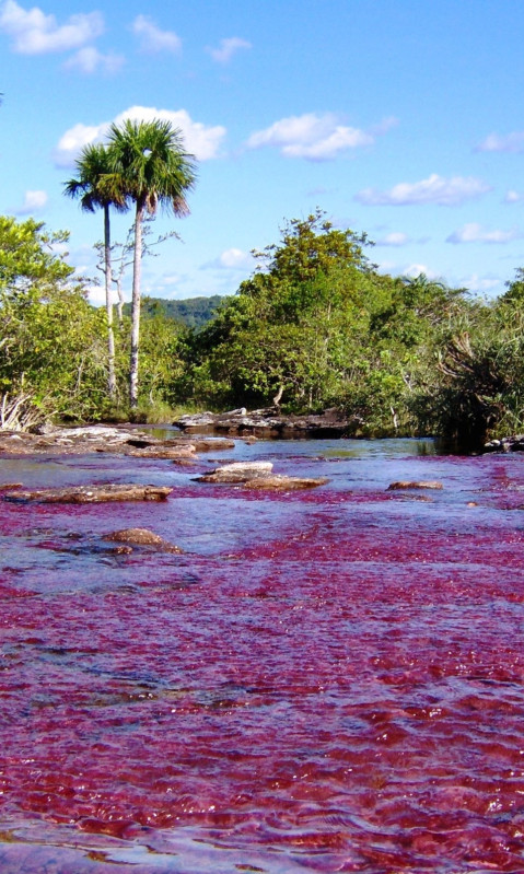 Caño Cristales