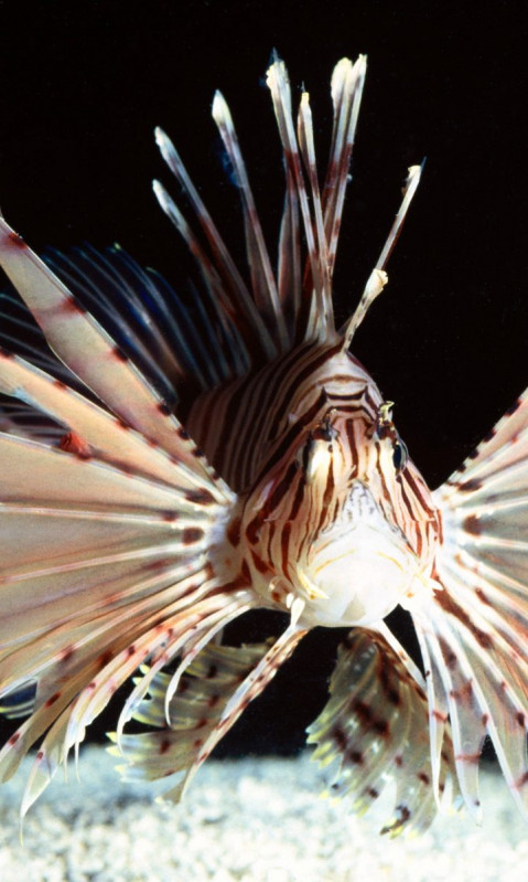 Red Volitans Lionfish, Indo-Pacific.jpg