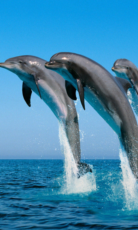 tapety delfiny (18).jpg