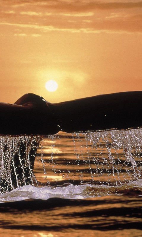 Humpback Whale Tail.jpg