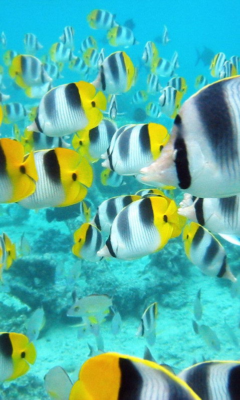 School of Tropical Fish, Tahiti.jpg