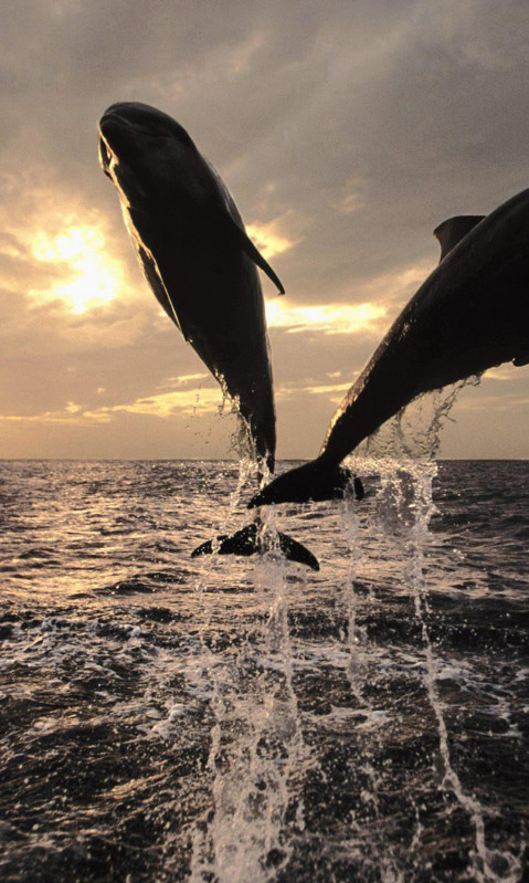 tapety delfiny (59).jpg