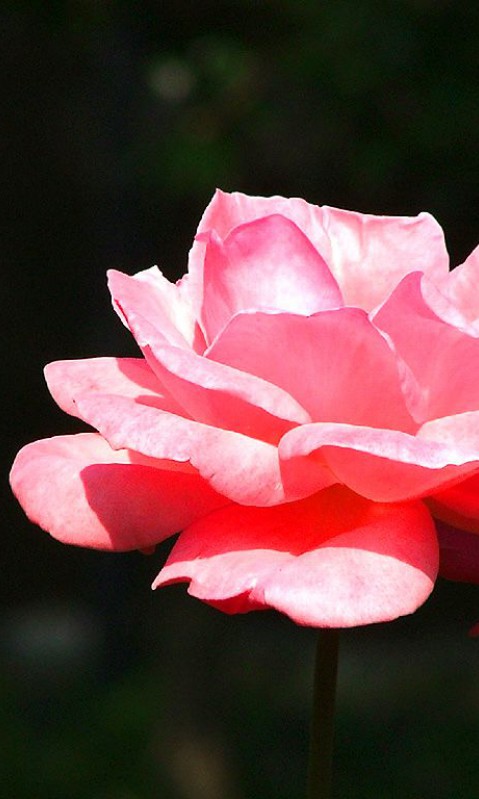 roze (10).jpg