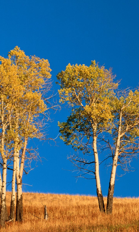 Autumn Aspen Trees and Sunset, Yellowstone National Park, Wyoming.jpg