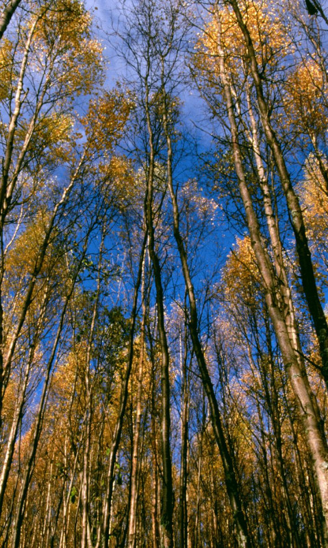 Autumn Aspens, Hidden Lake, Alaska.jpg