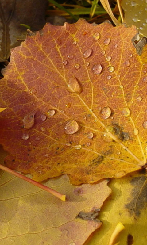 makro-foto (27).jpg