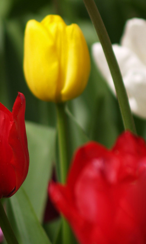 Tulipany (39).jpg
