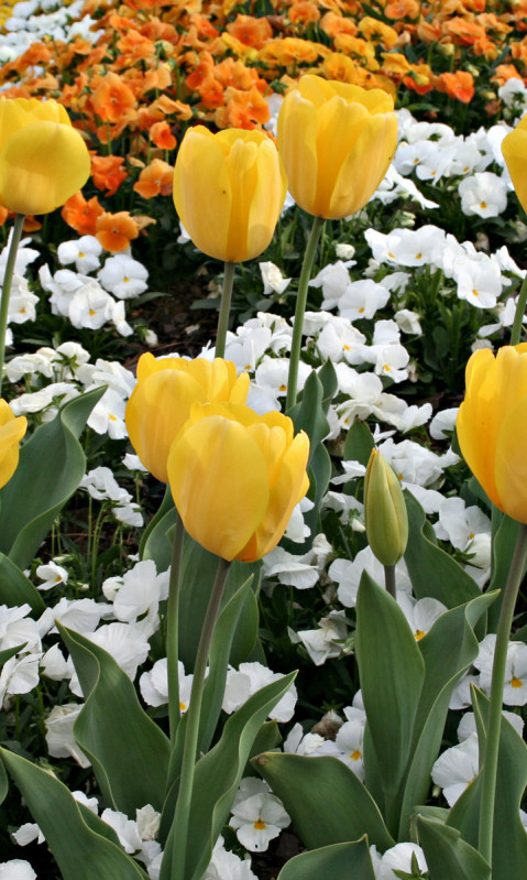 Tulipany (37).jpg