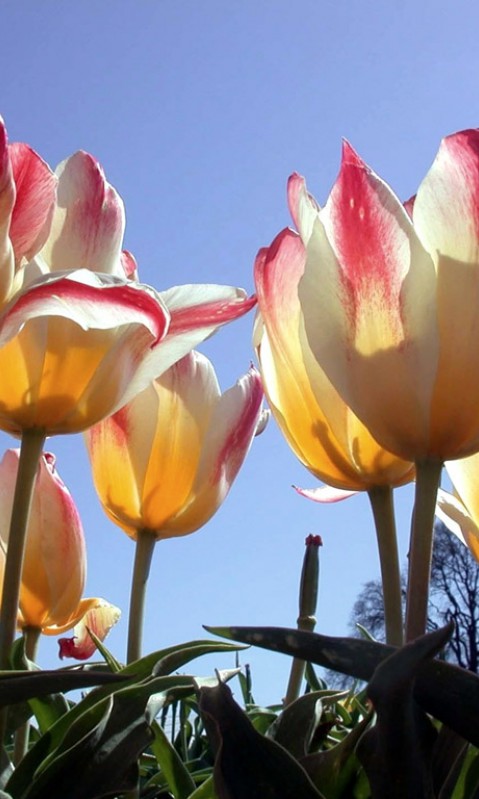 Tulipany (71).jpg