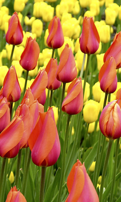 Tulipany (44).jpg
