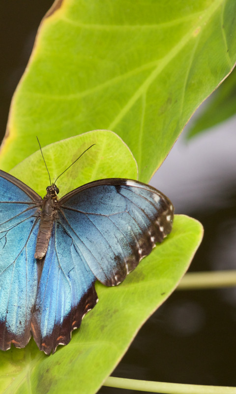 Morpho Menelaus na liściu