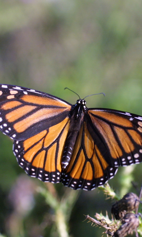 Motyl. Monarch