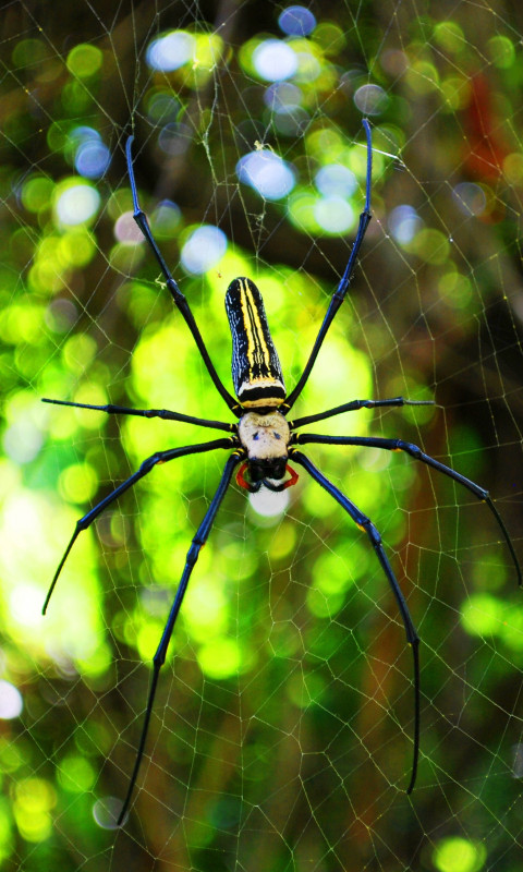 Niebiesko-żółty pająk na pajęczynie