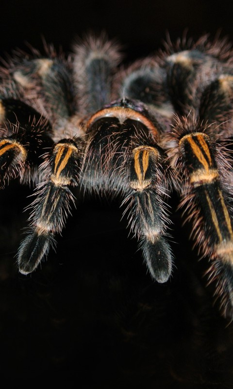 Włochaty pająk