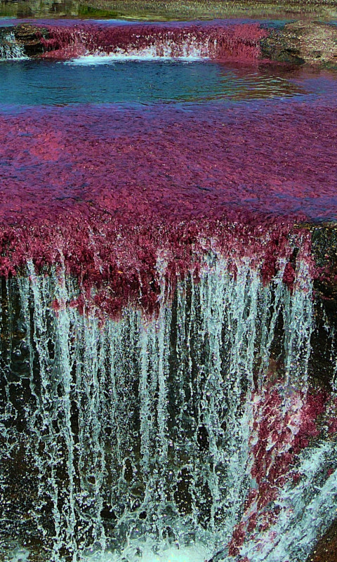 Caño Cristales