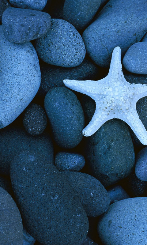 Sea Star on a Rocky Beach, Baja California, Mexico.jpg