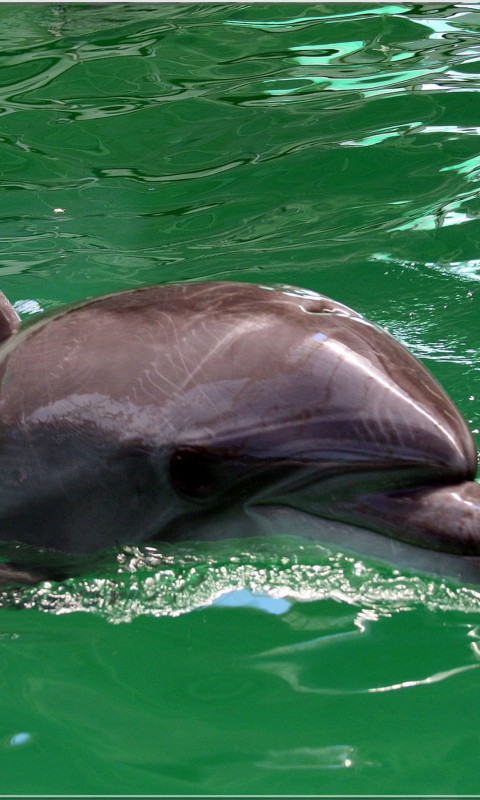 tapety delfiny (6).jpg