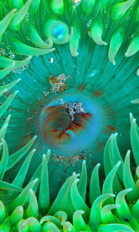 Sea Anemone.jpg