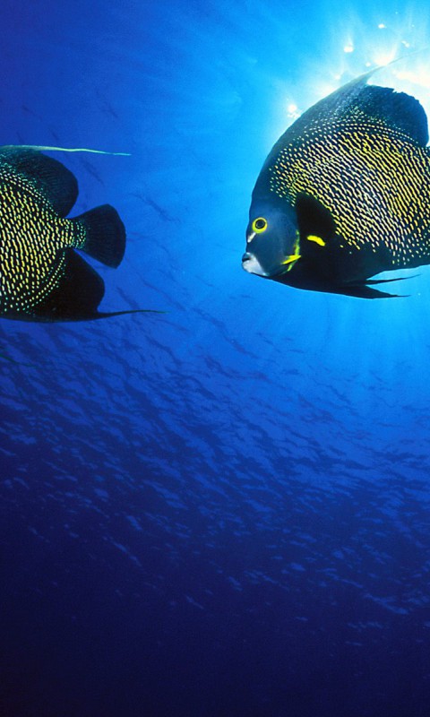 French Angelfish.jpg