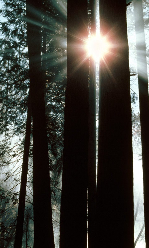 The Rays of Yosemite Valley, Yosemite National Park, California.jpg