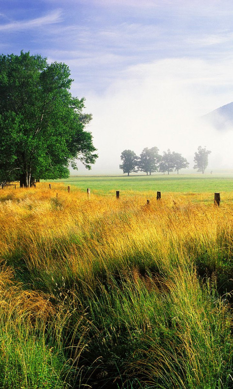 Wispy Field and Single White Oak, Cades Cove, Great Smoky Mountains National Park, Tennessee.jpg