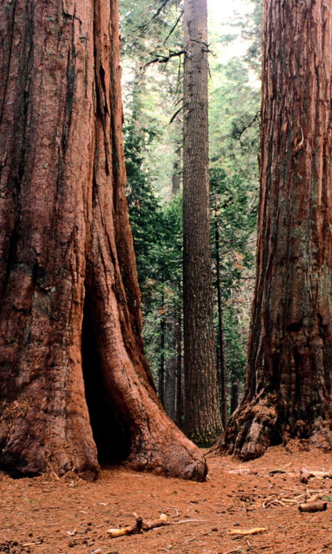 Giants, Calaveras State Park.jpg