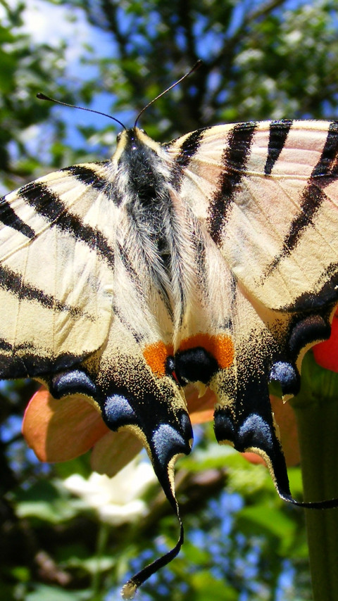 Kolorowy motyl z paziowatych