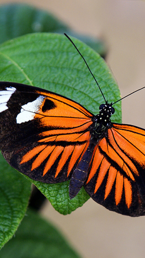 Pomarańczowo czarny motyl