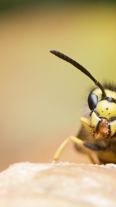 Osa, Wasp Niemiecki