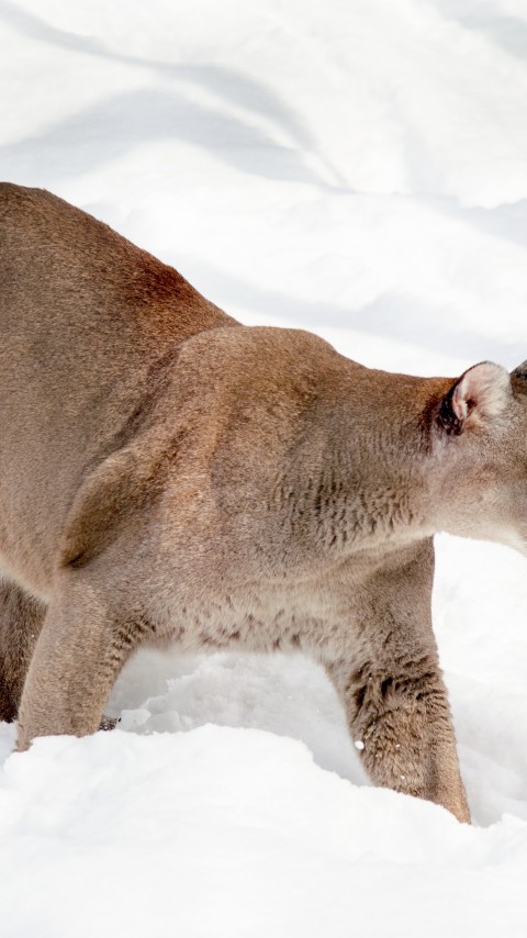 Puma na śniegu