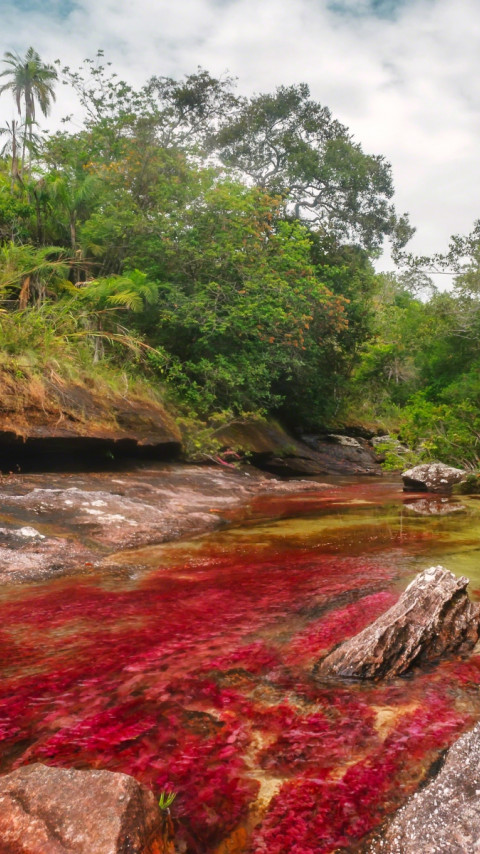 Caño Cristales