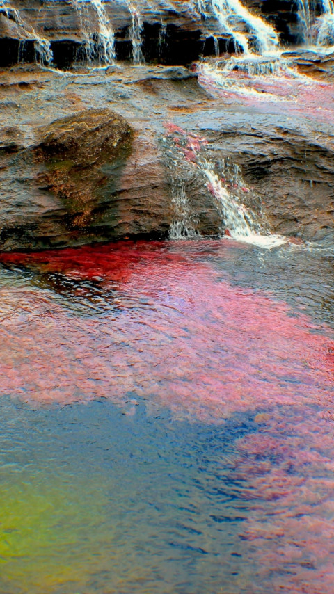 Caño Cristales