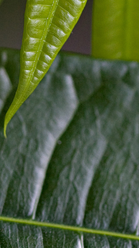 makro-foto-zielone-rosliny (8).jpg