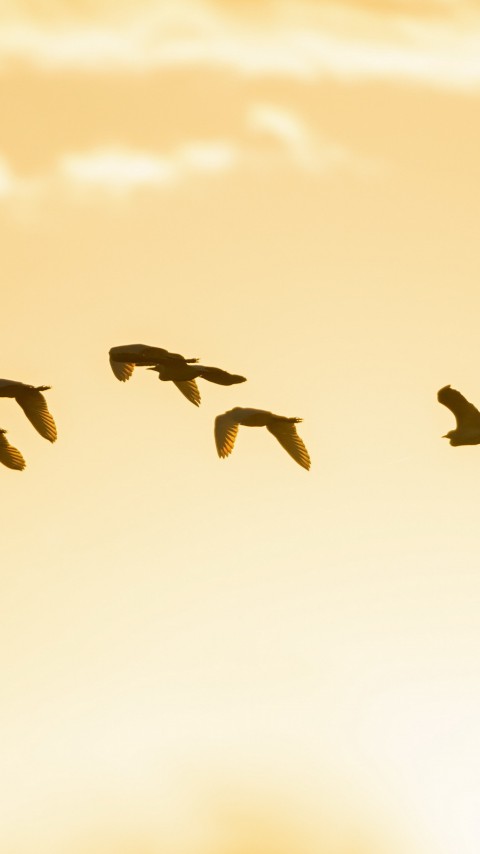 Lecące ptaki
