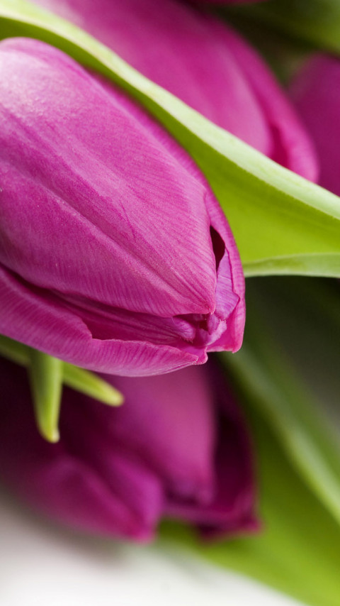 Tulipany (35).jpg