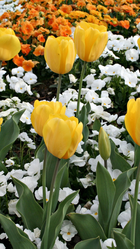 Tulipany (37).jpg