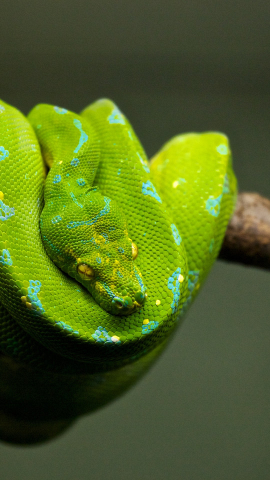 Wąż zielony w niebieskie plamy