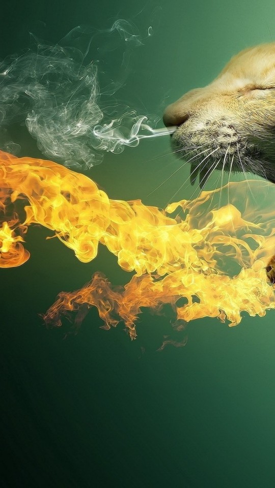 kot ogień
